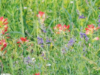 Close-up of red flowers in field