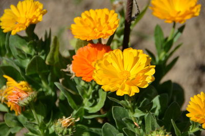 Close-up of yellow flowers