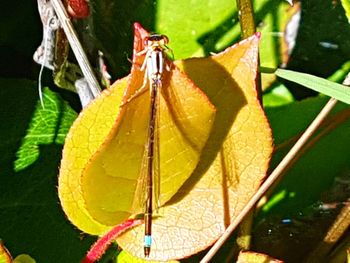 High angle view of yellow leaves on plant