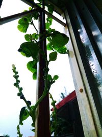 Low angle view of plant growing against sky