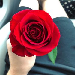 Close-up of rose bouquet