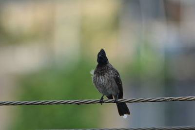 Close-up of bird perching on railing