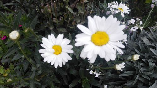 Flowers blooming outdoors