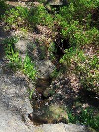 Plants growing in the dark