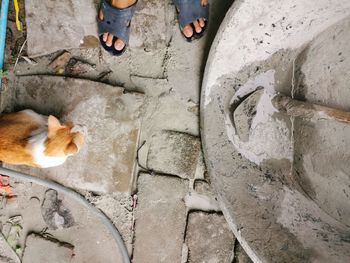 Low section of cat standing on floor