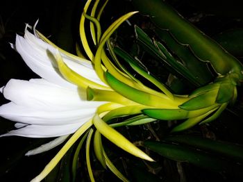 Close-up of white flower