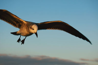 Low angle view of bird flying against clear sky