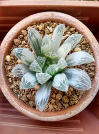 High angle view of flowers in bowl