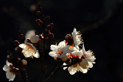 Close-up of white flowers blooming outdoors