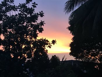 Silhouette trees against sky during sunset