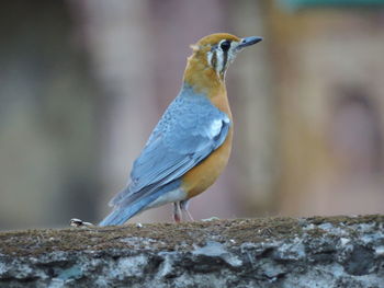 Close-up of bird perching outdoors