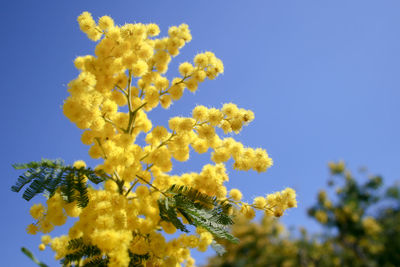 Low angle view of yellow flowering plant against clear sky