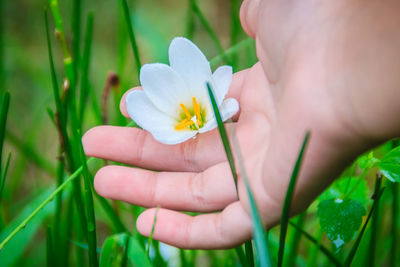 Close-up of hand holding flowering plant