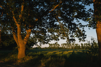 Trees on field against sky