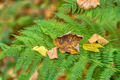 Close-up of autumnal leaves