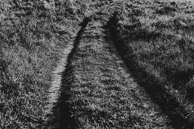 High angle view of shadow of tree on field