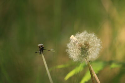 nature