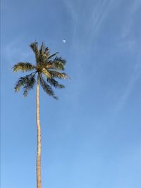 Low angle view of palm tree against blue sky