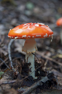 Red beautiful inedible mushroom fly agaric sprouted through dry leaves in latvian autumn forest