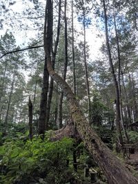 Low angle view of trees in forest