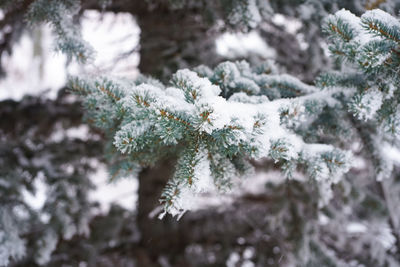 Close-up of snow covered pine tree