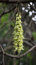Close-up of berries growing on tree