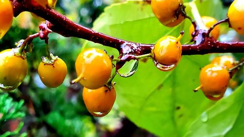 Close-up of fruits on tree