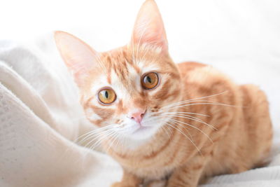 Close-up portrait of a cat