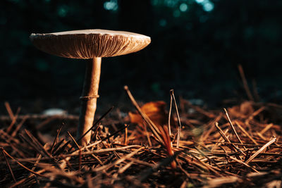 mushroom