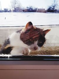 Close-up of cat on car