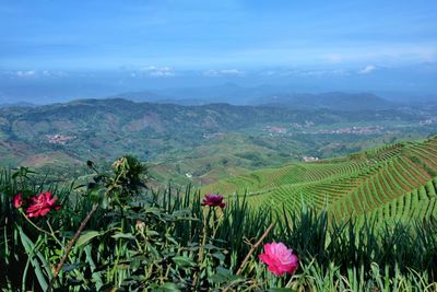 Scenic view of agricultural field against sky