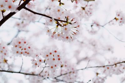 Close-up of cherry blossoms in spring