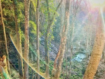 High angle view of trees growing in forest