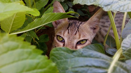 Portrait of cat  behind plant