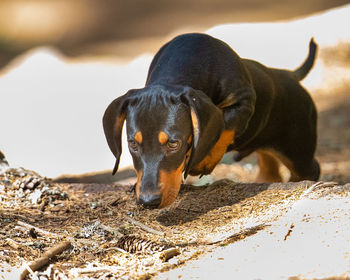 Portrait of black dog lying on land