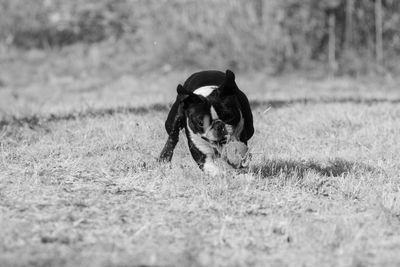 Dog running on field