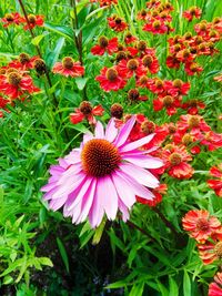 High angle view of red flowering plant on field