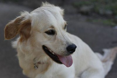 Close-up of dog looking away