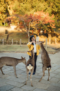Full length portrait of young women feeding deers in nara park during autumn 