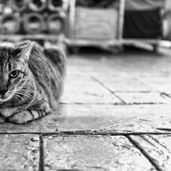Close-up portrait of cat
