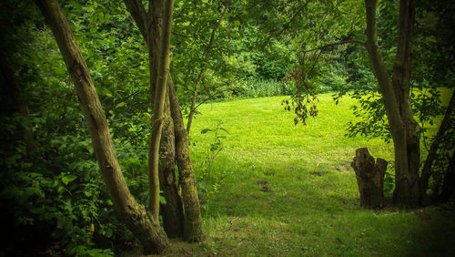 Trees in forest