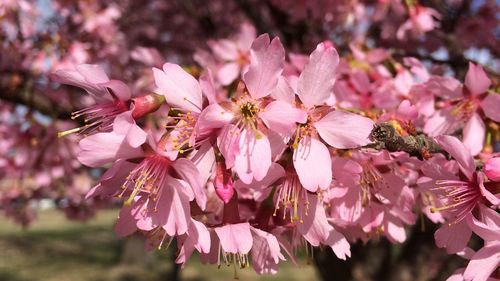 Close-up of insect on pink flowers