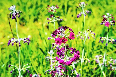 Close-up of purple flowering plants on field