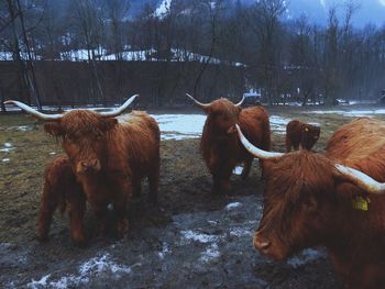 Cattle by trees against sky