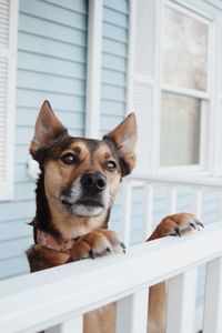 Portrait of dog looking through window