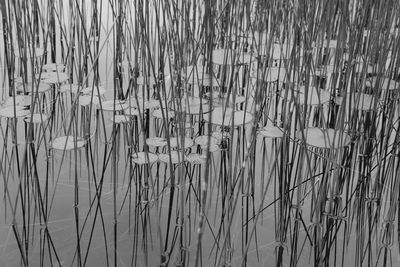 High angle view of bamboo plants in lake