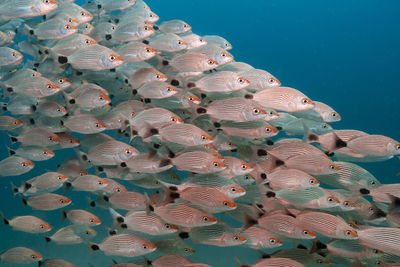 School of orange and white striped fish swimming undersea