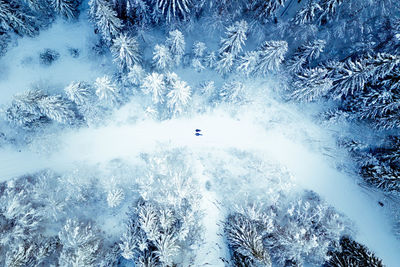 High angle view of frozen trees in forest