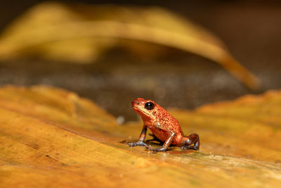 Close-up of lizard