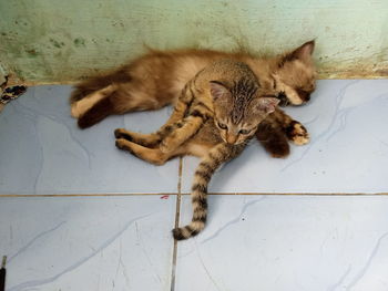 High angle view of cat resting on floor